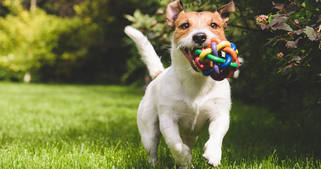 Endlich: Hundefreilaufzone in Waidmannsdorf!